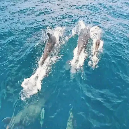 In Near Sea 阿尔布费拉